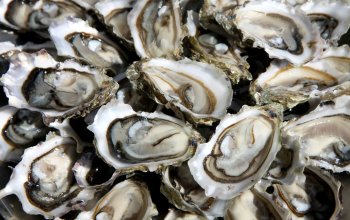 PARTIE D&rsquo;HUÎTRES / OYSTER PARTY